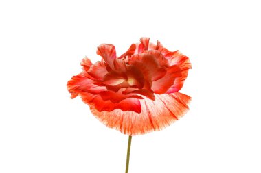 Kırmızı gelincik çiçeği