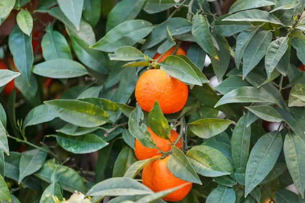 Tangeriner på trädgren — Stockfoto
