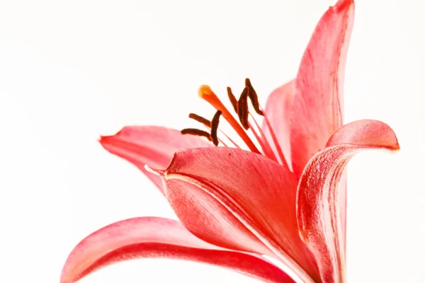 Rózsaszín liliom virág — Stock Fotó