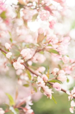 Pembe kiraz çiçeği.