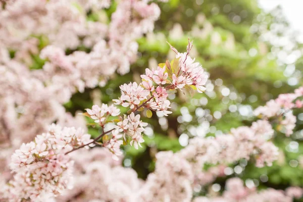 Flor de cereja rosa — Fotografia de Stock