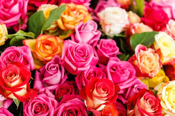 Roses flowers background — Stock Photo, Image