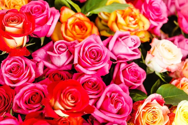 Roses flowers background — Stock Photo, Image