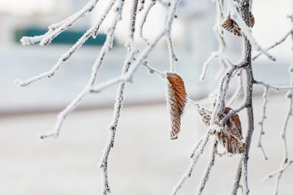 Зимняя ветка, покрытая морозом — стоковое фото