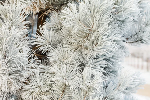 Pine tree with frost on needles — Stock Photo, Image