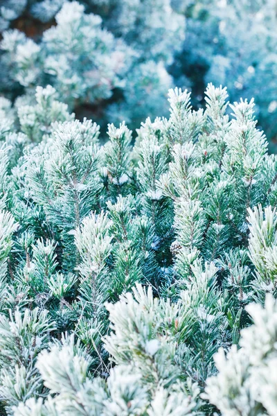 Frost'un üzerinde iğne ile köknar ağacı — Stok fotoğraf