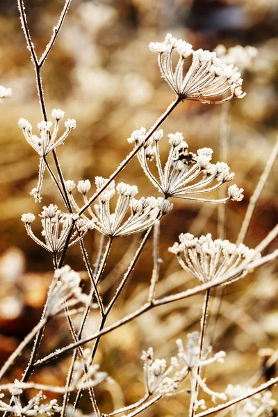 Winter plant bedekt met vorst — Stockfoto
