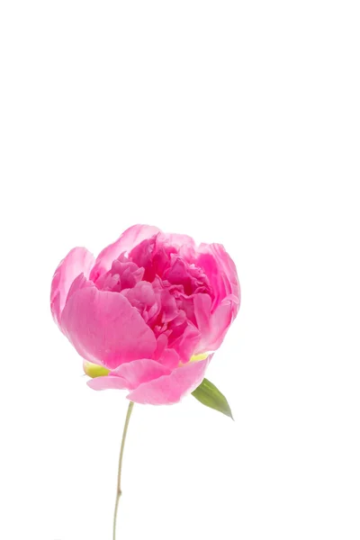 Fiore di peonia rosa — Foto Stock