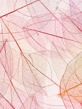 renkli yaprakları arka plan