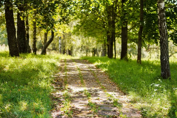 Yeşil Yaz park — Stok fotoğraf