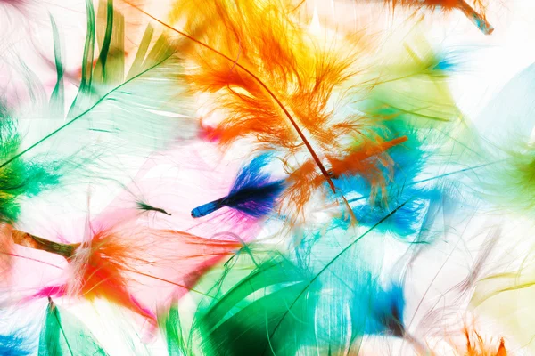 Decorative feathers background — Stock Photo, Image