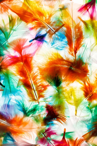 Decorative feathers background — Stock Photo, Image
