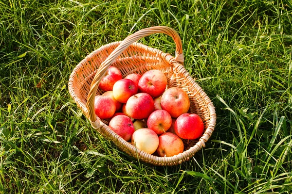 Manzanas frescas en cesta — Foto de Stock