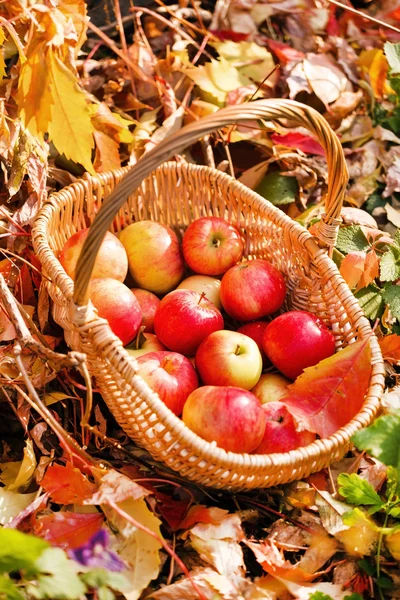 Manzanas frescas en cesta —  Fotos de Stock