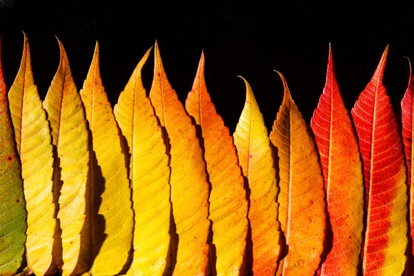 Herbstorangefarbene Blätter — Stockfoto