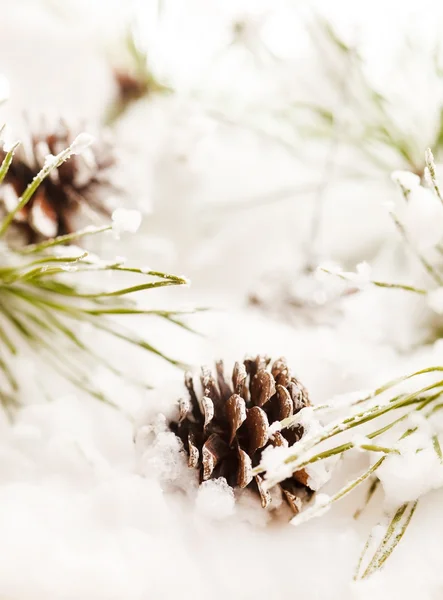 Conos de árbol de Navidad —  Fotos de Stock