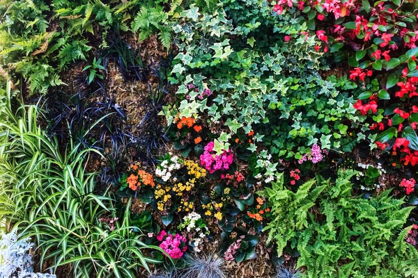 Barevné květy a zelenými listy — Stock fotografie