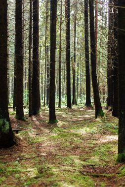 Orman ağaç gövdeleri