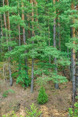 Orman ağaç gövdeleri