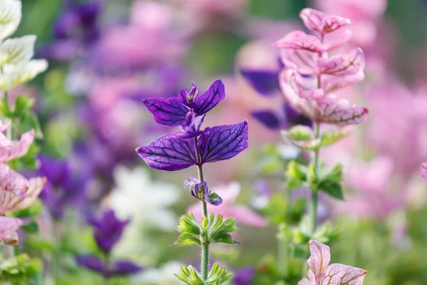 Purple wild flowers — Stock Photo, Image