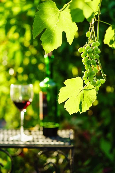 Wein mit wachsenden Trauben — Stockfoto