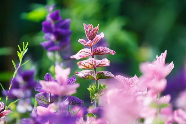 Purple wild flowers — Stock Photo, Image