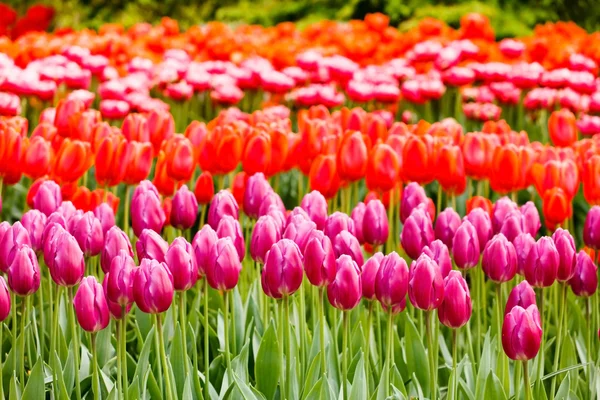 Blooming spring tulips — Stock Photo, Image