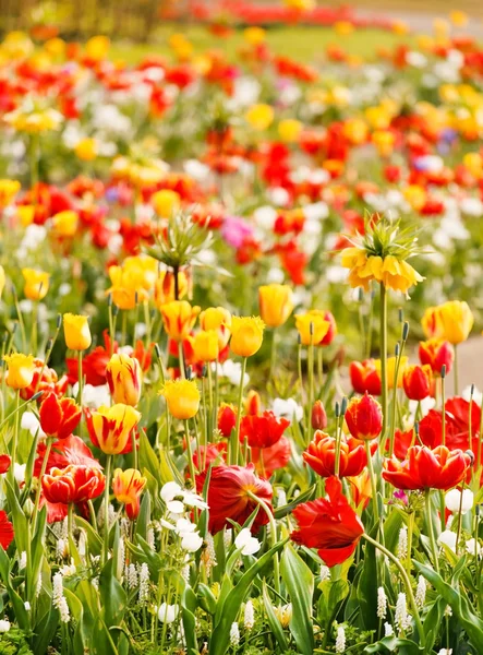 Blooming spring tulips — Stock Photo, Image