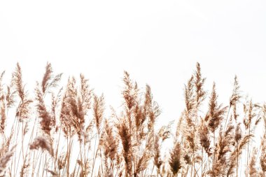 tohumlu reed saplarını