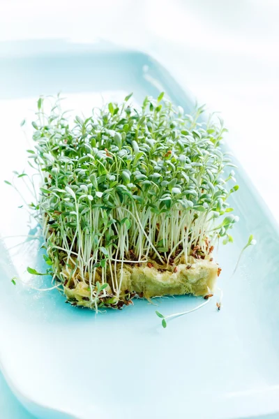 Fresh green watercress — Stock Photo, Image