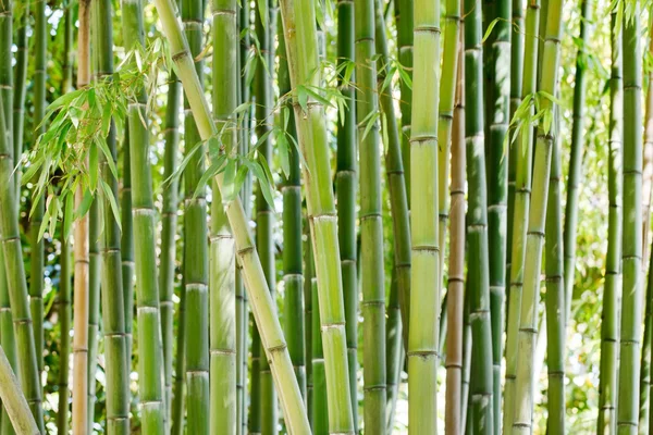 Bamboo stems  in  forest — Stock Photo, Image