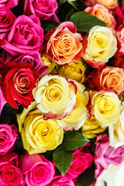 Ανθισμένα πολύχρωμα τριαντάφυλλα — Φωτογραφία Αρχείου