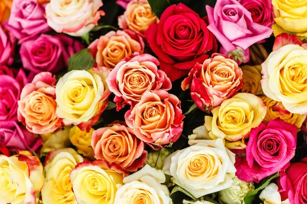 Blooming colorful roses — Stock Photo, Image