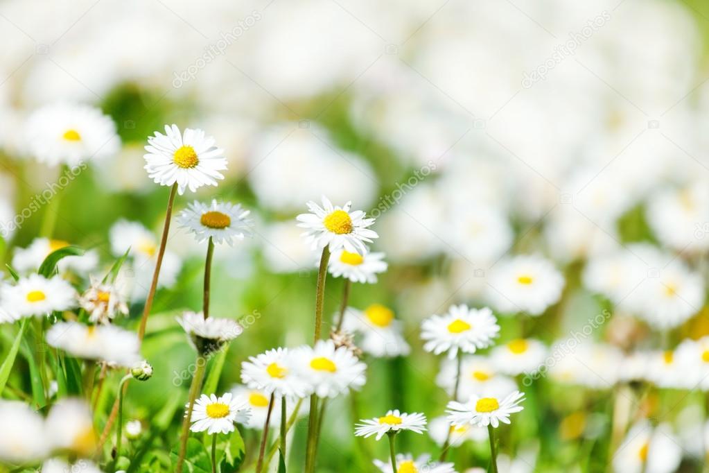 meadow of blooming daisies