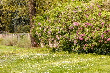 Bahar bahçe yeşil ağaçlar ile
