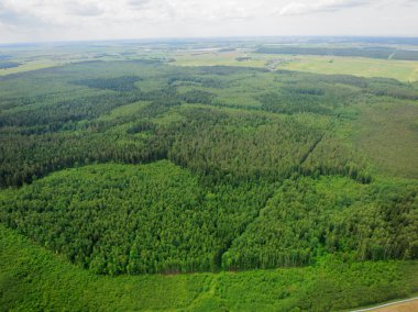 Ormanın havadan görünüşü