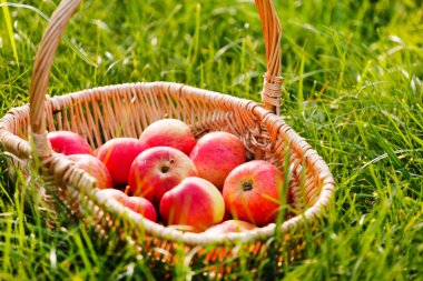 Sepette taze elmalar