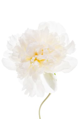 Beyaz şakayık çiçeği