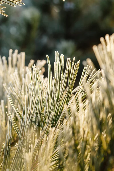 Pine tree with frost on needles — Stock Photo, Image