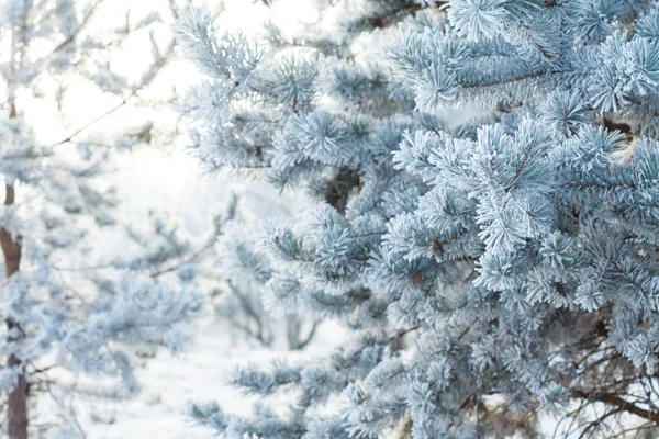 Pine tree with frost on needles — Stock Photo, Image