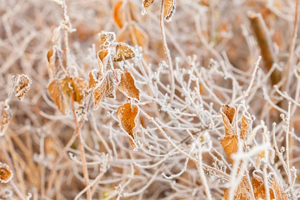 Belos ramos de inverno — Fotografia de Stock