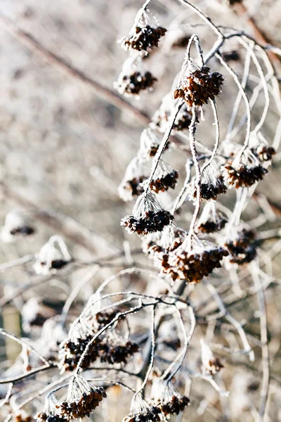 Belos ramos de inverno — Fotografia de Stock