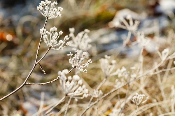 Krásné zimní větve — Stock fotografie