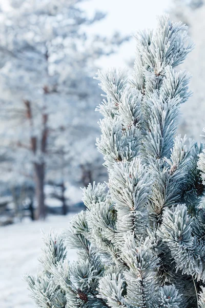 Pijnboom met vorst op naalden — Stockfoto