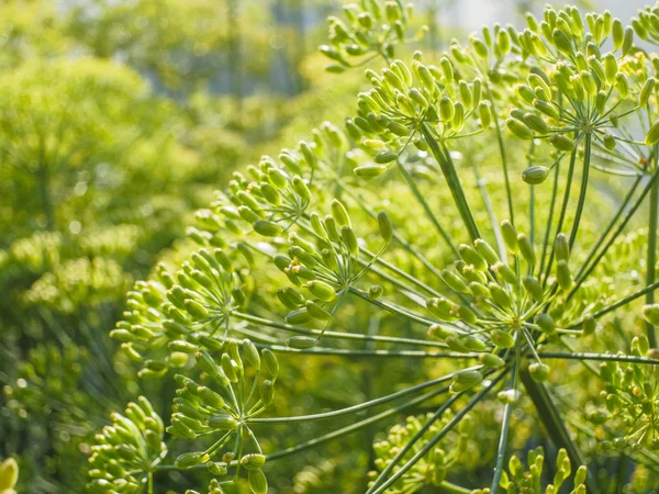 Green dill flowers — Stock Photo, Image