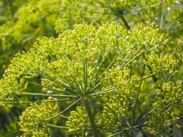 Kwiat zielony Koper — Zdjęcie stockowe