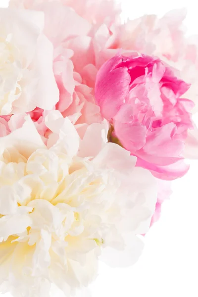 牡丹の花の花束 — ストック写真