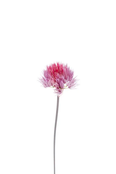 Red clover flower — Stock Photo, Image