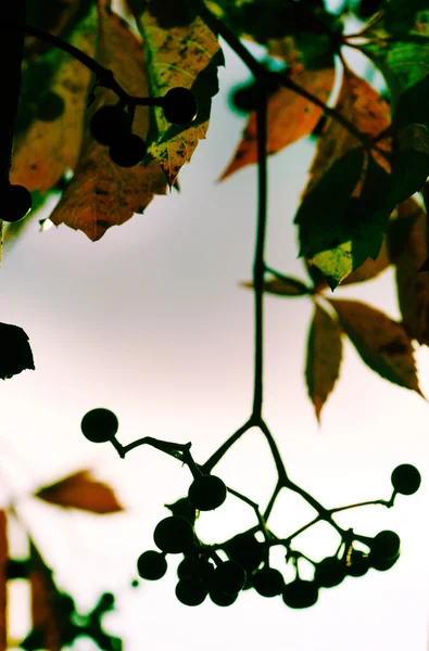 Podzimní plody a listy — Stock fotografie