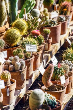 Çeşitli kaktüs bitkileri